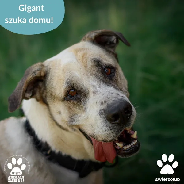 Pies do adopcji, Dąbrówka, 10 lipca 2025 (1/2)