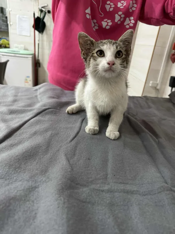 Znaleziono kota, Czartki, 10 lipca 2025