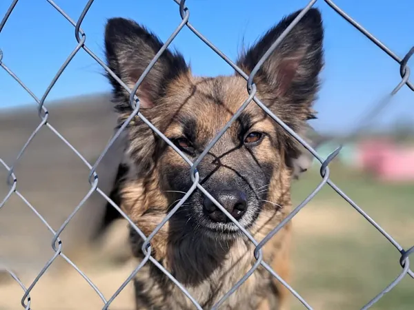 Pies do adopcji, Tatary, 21 marca 2024 (2/3)