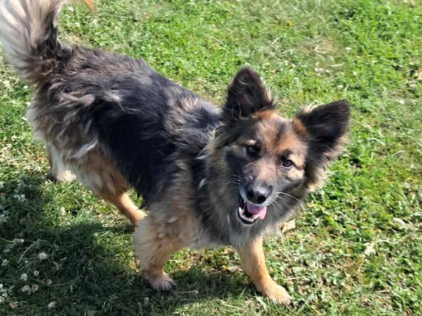 Pies do adopcji, Tatary, 21 marca 2024 (3/3)