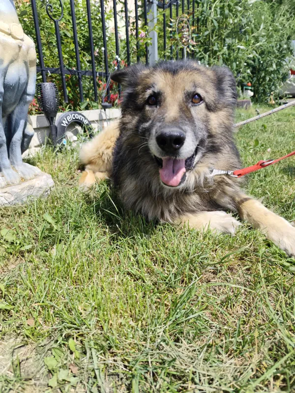 Oddam psa, Warszawa, Stare Bielany, 11 lipca 2025 (2/4)