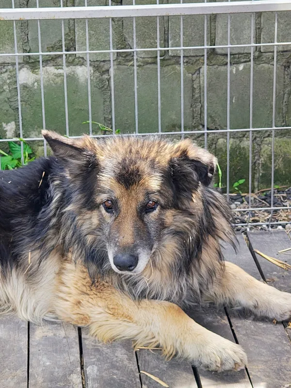 Oddam psa, Warszawa, Stare Bielany, 11 lipca 2025 (4/4)