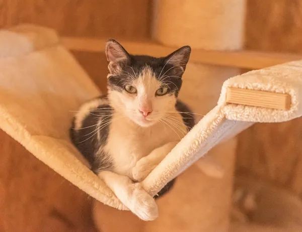 Kot do adopcji, Świdnica, 11 marca 2025