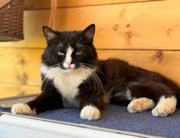 Kot do adopcji, Świdnica, 16 maja 2025 (1/2)