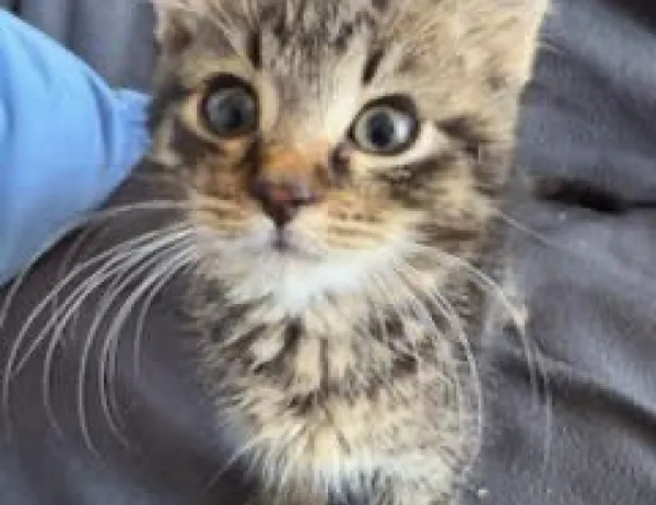 Kot do adopcji, Świdnica, 17 czerwca 2025