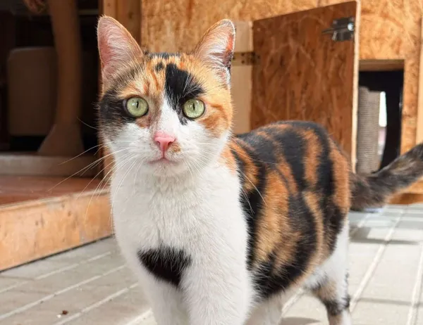 Kot do adopcji, Świdnica, 14 maja 2025