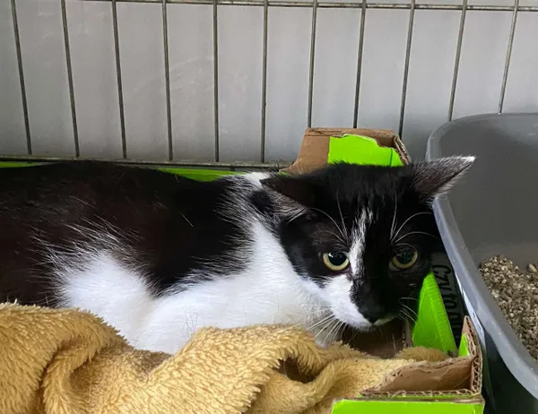 Kot do adopcji, Świdnica, 17 maja 2025