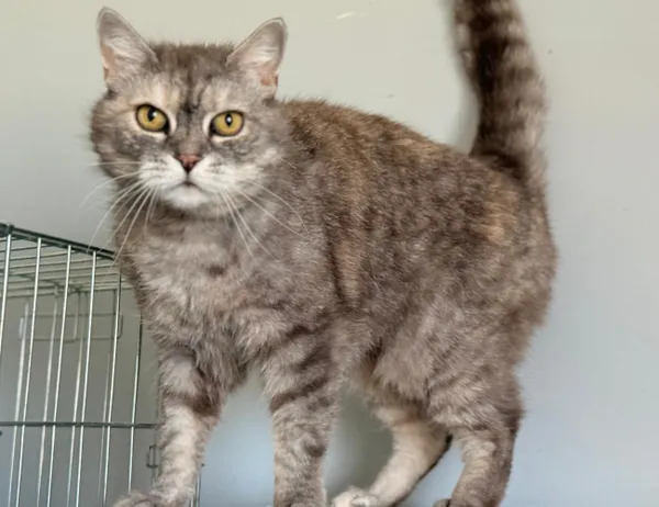 Kot do adopcji, Świdnica, 16 maja 2025 (1/3)