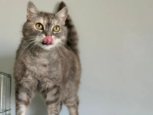 Kot do adopcji, Świdnica, 16 maja 2025 (2/3)