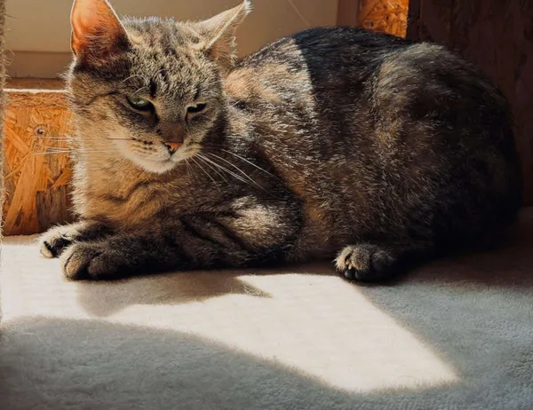 Kot do adopcji, Świdnica, 2 maja 2025