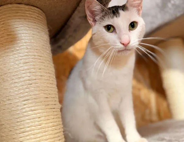 Kot do adopcji, Świdnica, 16 grudnia 2024 (1/3)