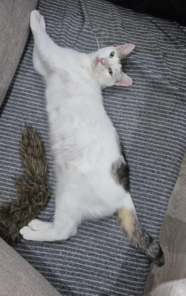 Kot do adopcji, Świdnica, 16 grudnia 2024 (2/3)