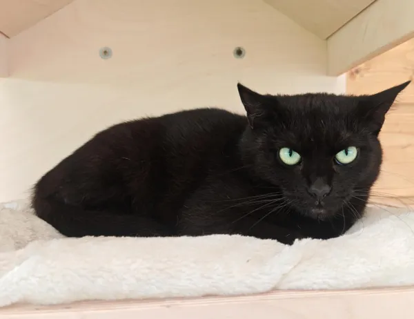 Kot do adopcji, Świdnica, 14 października 2024