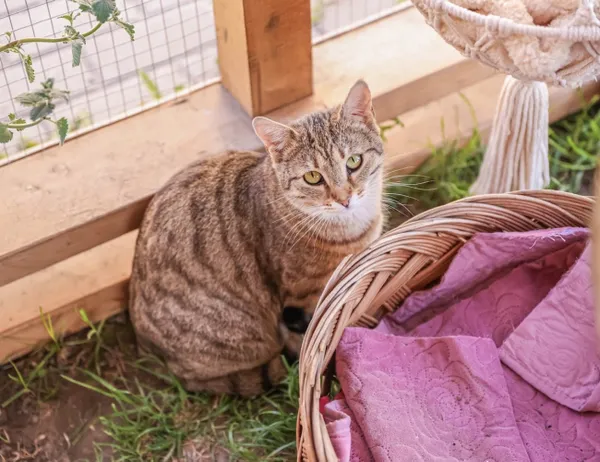 Kot do adopcji, Świdnica, 28 sierpnia 2024 (1/2)