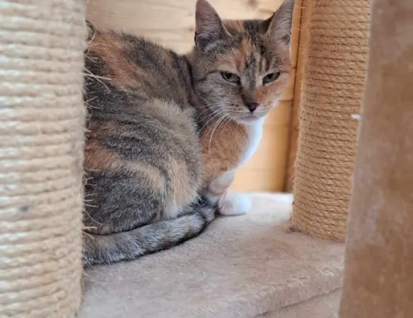 Kot do adopcji, Świdnica, 5 czerwca 2024