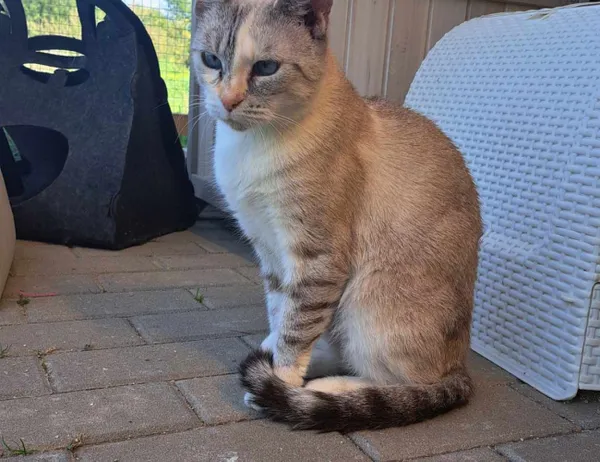 Kot do adopcji, Świdnica, 4 czerwca 2024