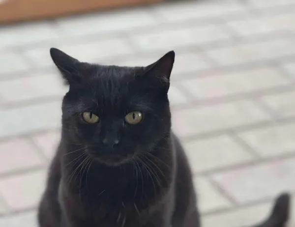 Kot do adopcji, Świdnica, 16 grudnia 2023