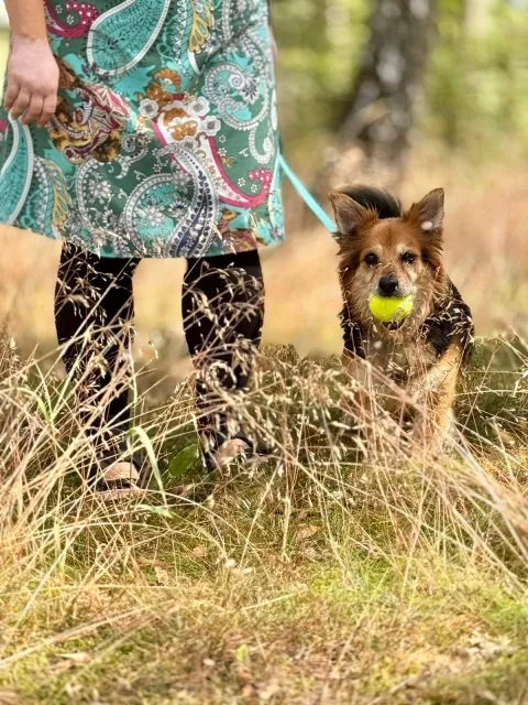 Pies do adopcji, Piła, 8 maja 2025 (3/5)