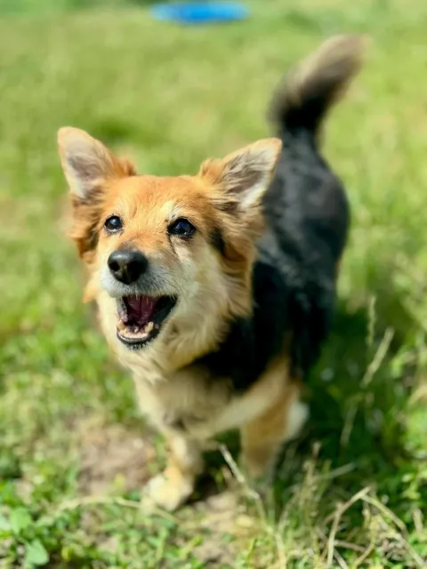 Pies do adopcji, Piła, 8 maja 2025 (4/5)