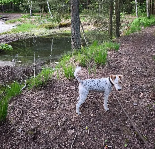 Zaginął pies, Pilawa, 11 lipca 2025 (1/2)