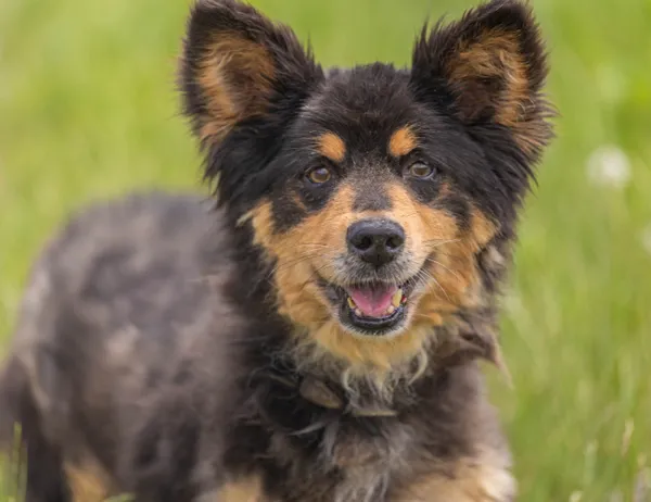 Pies do adopcji, Świdnica, 6 maja 2025 (1/5)