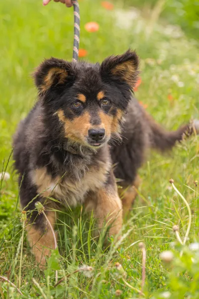 Pies do adopcji, Świdnica, 6 maja 2025 (2/5)