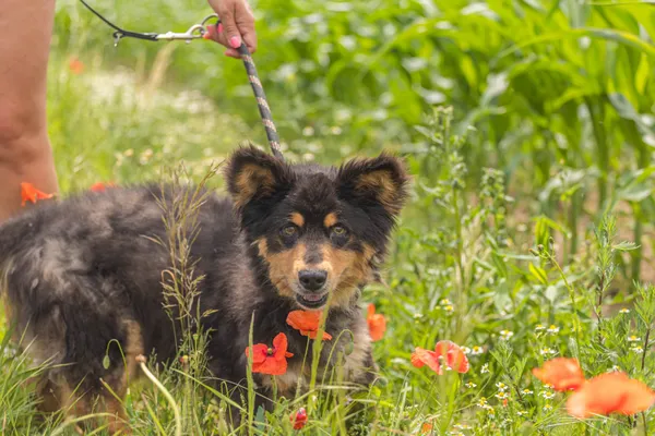Pies do adopcji, Świdnica, 6 maja 2025 (3/5)