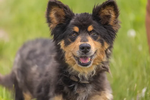 Pies do adopcji, Świdnica, 6 maja 2025 (5/5)