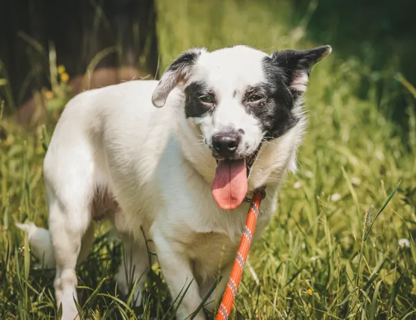 Pies do adopcji, Świdnica, 16 maja 2025