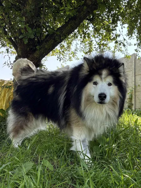 Pies do adopcji, Świdnica, 27 kwietnia 2025 (3/4)