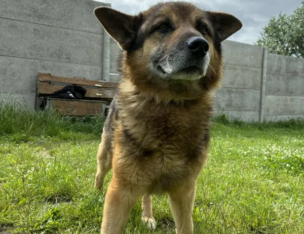 Pies do adopcji, Świdnica, 12 maja 2025 (1/3)