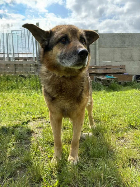 Pies do adopcji, Świdnica, 12 maja 2025 (2/3)