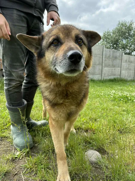 Pies do adopcji, Świdnica, 12 maja 2025 (3/3)