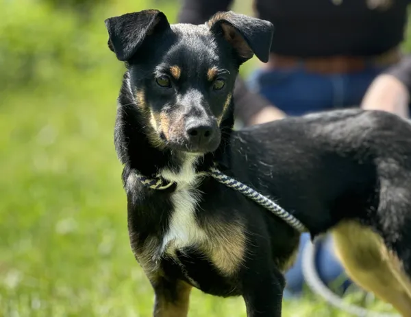 Pies do adopcji, Świdnica, 21 maja 2025 (1/2)