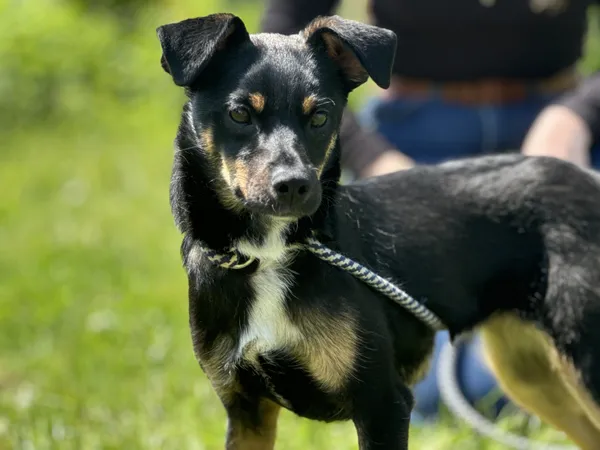 Pies do adopcji, Świdnica, 21 maja 2025 (2/2)