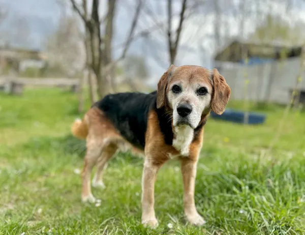 Pies do adopcji, Świdnica, 10 marca 2025 (1/4)