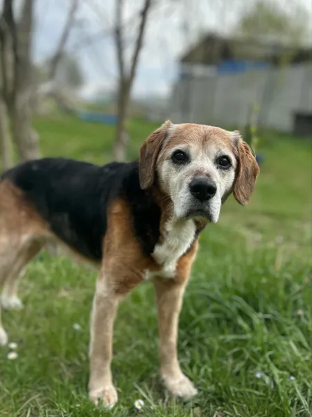 Pies do adopcji, Świdnica, 10 marca 2025 (2/4)