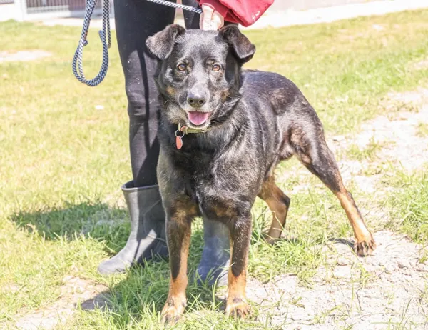 Pies do adopcji, Świdnica, 16 kwietnia 2025 (1/5)