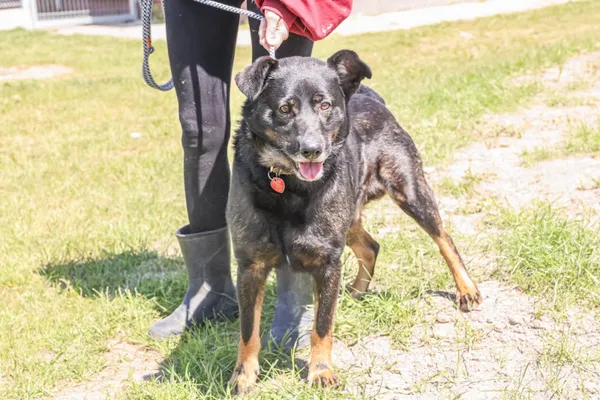 Pies do adopcji, Świdnica, 16 kwietnia 2025 (2/5)