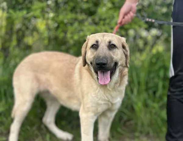 Pies do adopcji, Świdnica, 29 marca 2025 (1/2)