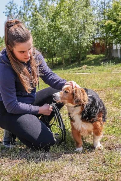 Pies do adopcji, Świdnica, 1 lutego 2025 (3/5)