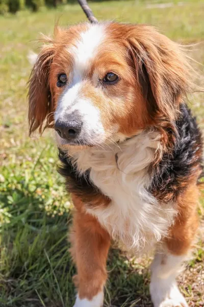 Pies do adopcji, Świdnica, 1 lutego 2025 (4/5)