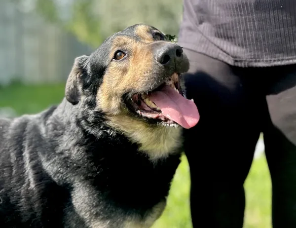 Pies do adopcji, Świdnica, 5 marca 2025 (1/5)