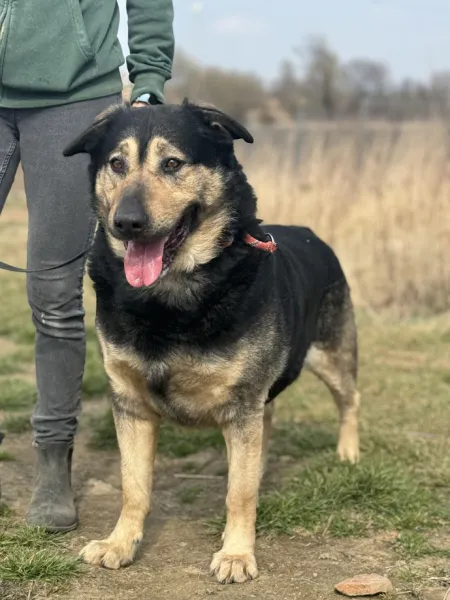 Pies do adopcji, Świdnica, 5 marca 2025 (2/5)