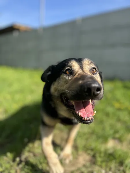 Pies do adopcji, Świdnica, 5 marca 2025 (5/5)