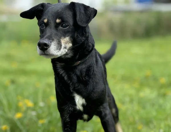 Pies do adopcji, Świdnica, 29 marca 2025 (1/5)