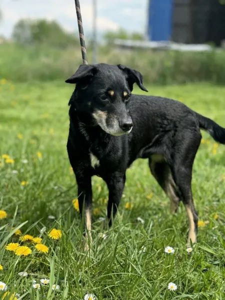 Pies do adopcji, Świdnica, 29 marca 2025 (2/5)