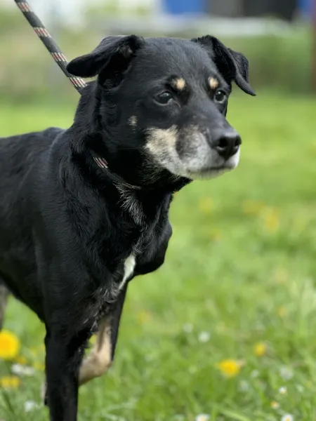 Pies do adopcji, Świdnica, 29 marca 2025 (4/5)