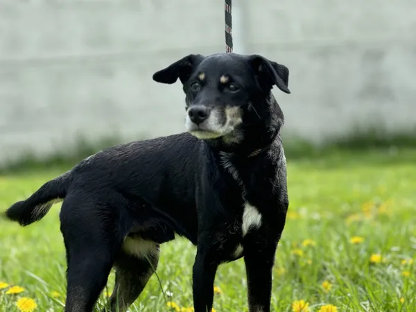 Pies do adopcji, Świdnica, 29 marca 2025 (5/5)