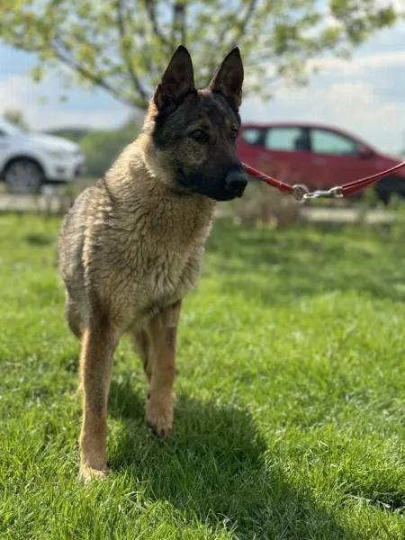 Pies do adopcji, Świdnica, 13 marca 2025 (2/5)